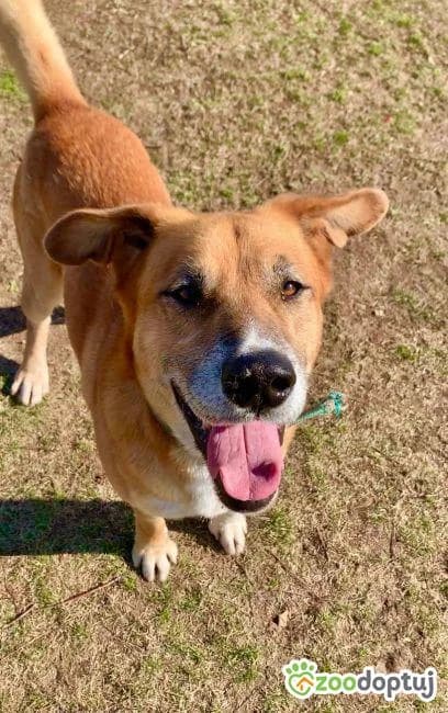 ALVIN, male mixed breed for adoption at Warsaw