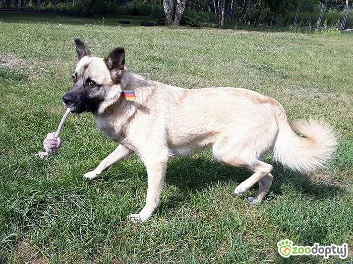 BAX, male mixed breed for adoption at Warsaw