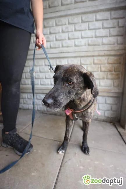 Lilo, male mixed breed for adoption at Warsaw