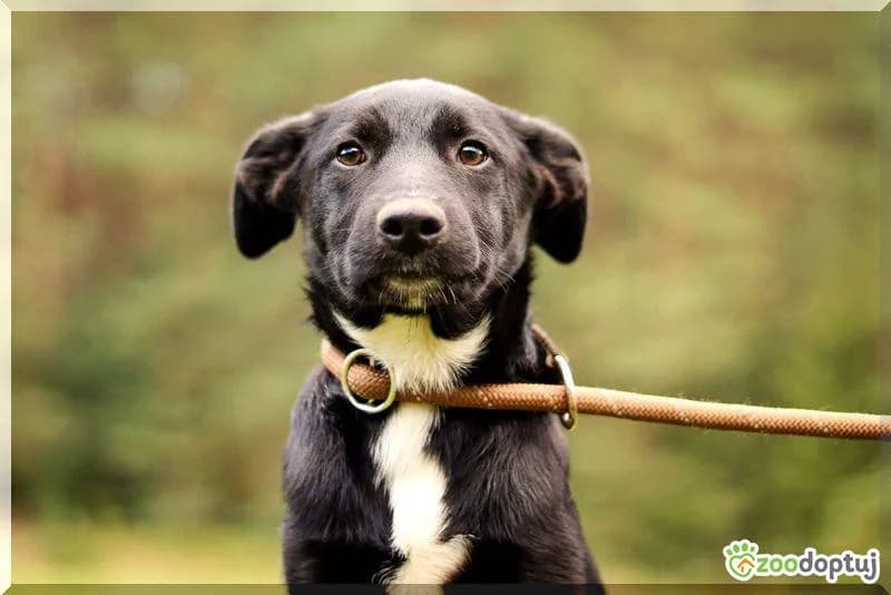 Stella, female mixed breed for adoption at Warsaw