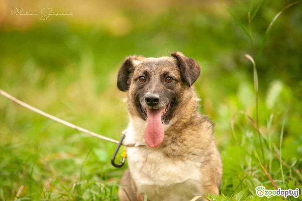 Santi, male mixed breed for adoption at Warsaw