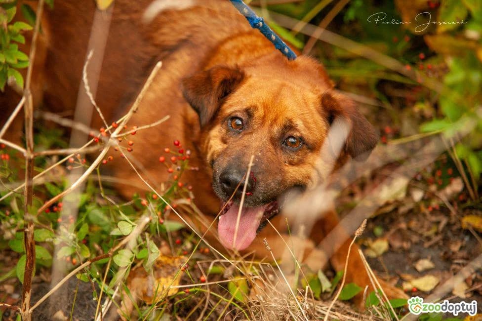 Mobby, male mixed breed for adoption at Warsaw
