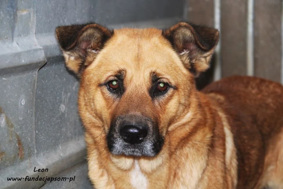 Leon, male mixed breed for adoption at Warsaw