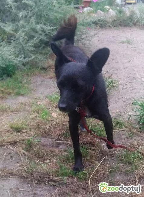 Perełka, female mixed breed for adoption at Warsaw
