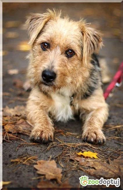 Bubu, male mixed breed for adoption at Warsaw