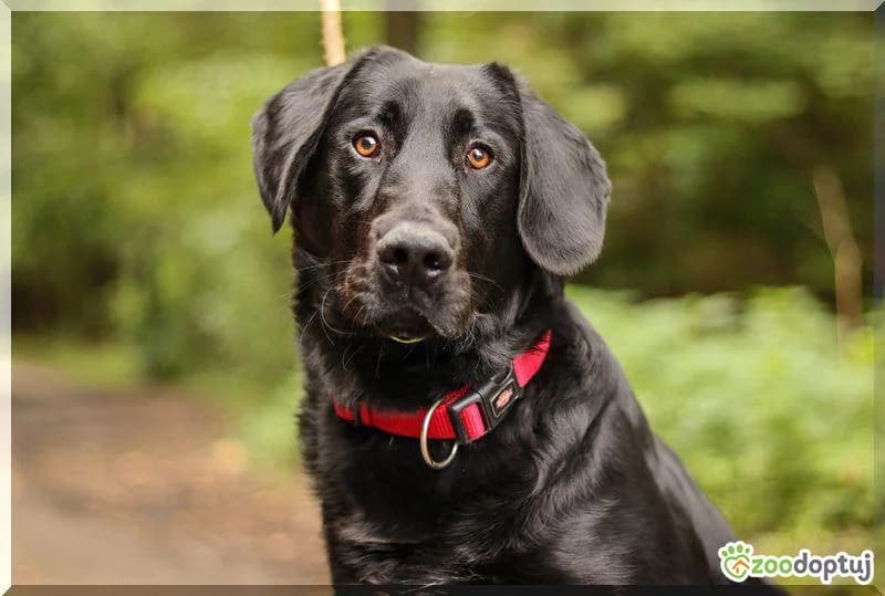 Dado, male mixed breed for adoption at Warsaw