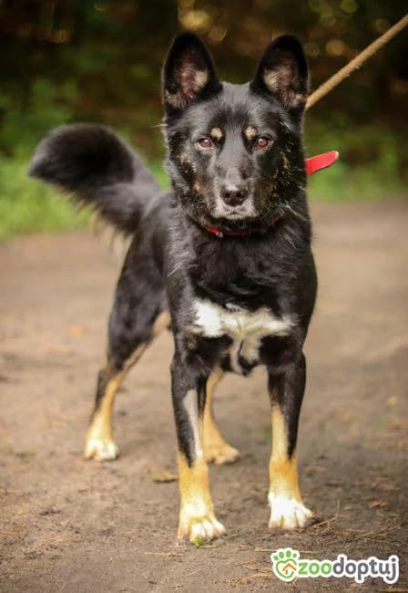 Wiko, male mixed breed for adoption at Warsaw