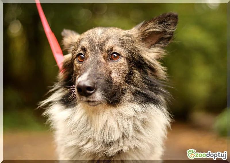 Nesio, male mixed breed for adoption at Warsaw