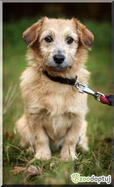 Astro, male mixed breed for adoption at Warsaw