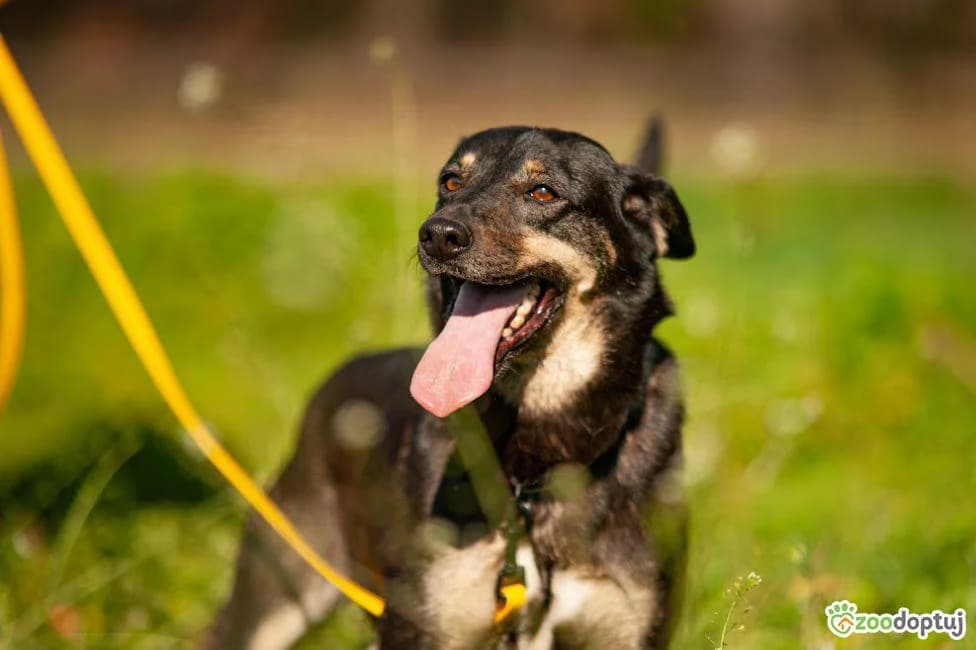 KRYSIA, female mixed breed for adoption at Warsaw