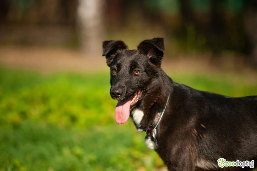BENJAMIN, male mixed breed for adoption at Warsaw