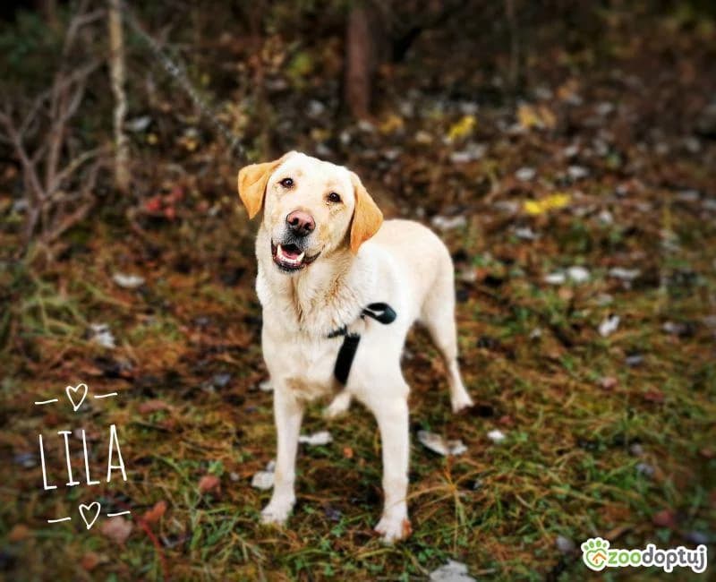 Lila, female Labrador Retriever for adoption at Warsaw