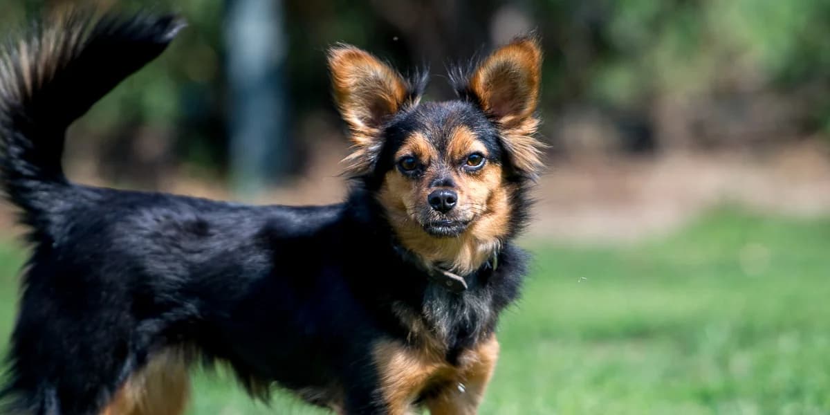 Gremlinka, female 6yo Mixed Breed for adoption at Fundacja Zwierzęca Polana, 03-984 Warszawa