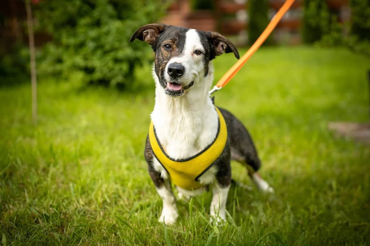 Hulanka, female 4yo Mixed Breed for adoption at Fundacja Zwierzęca Polana, 03-984 Warszawa