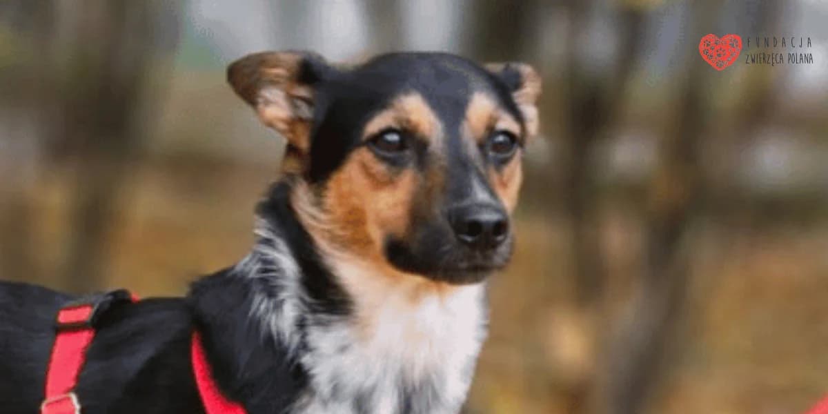 Julianek, male young Mixed Breed for adoption at Fundacja Zwierzęca Polana, 03-984 Warszawa