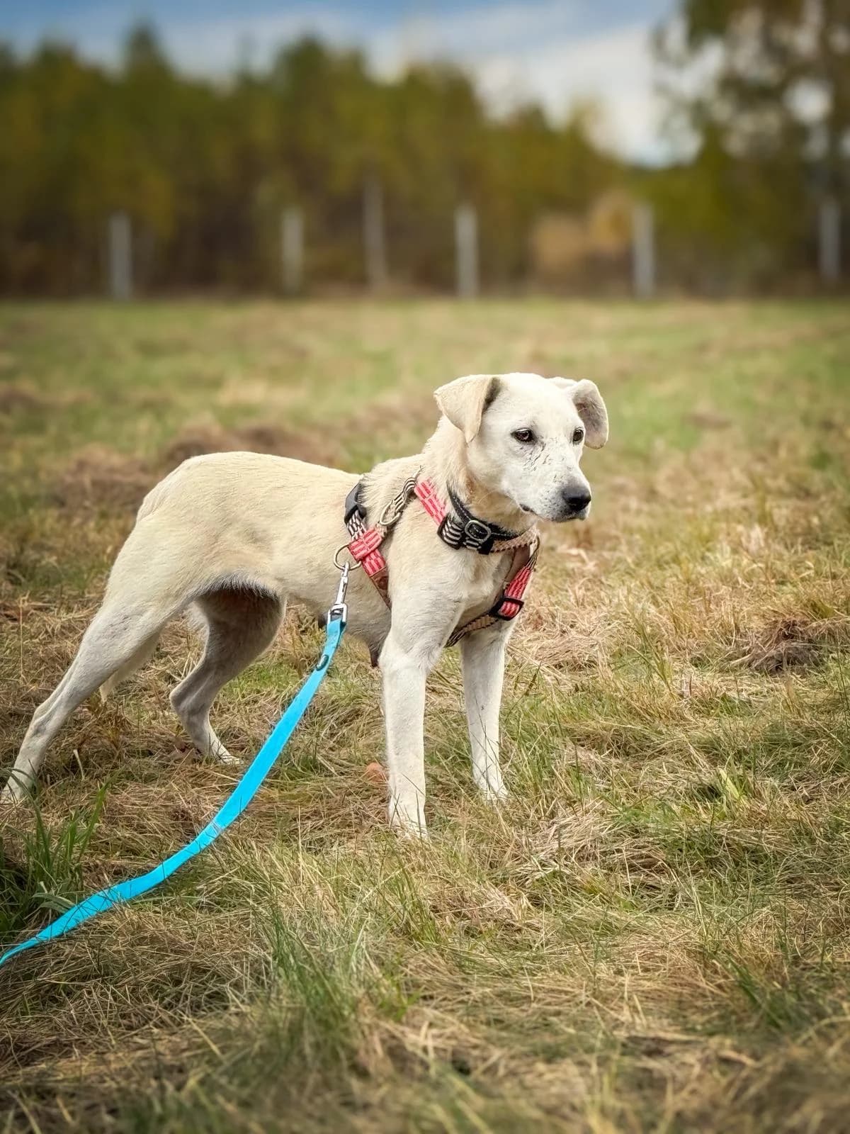Gotowe Do Adopcji, Mixed Breed (Fundacja Zwierzęca Polana)