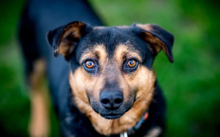 Pajdek, male 3yo Mixed Breed for adoption at Fundacja Zwierzęca Polana, 03-984 Warszawa