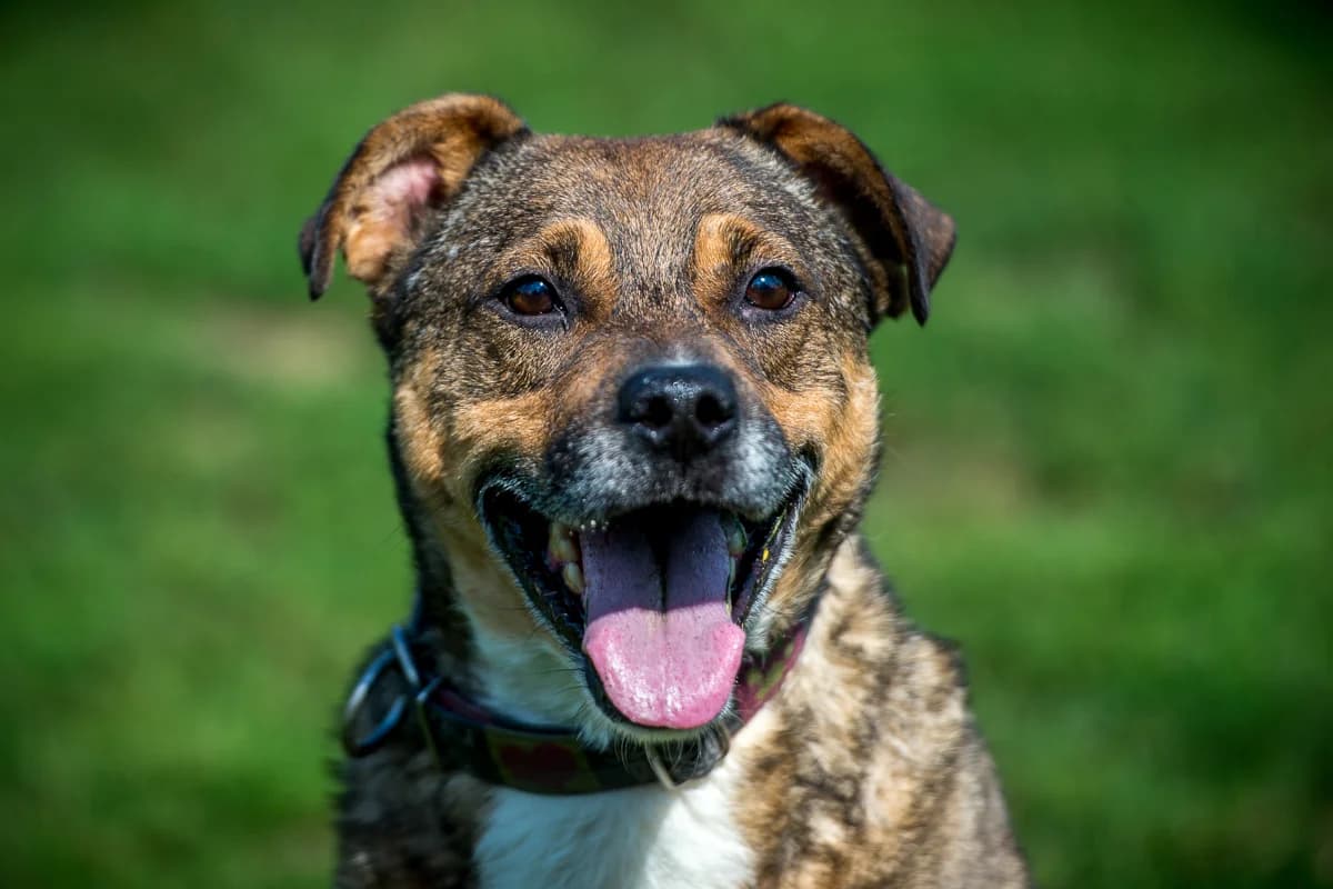 Toro, male senior Mixed Breed for adoption at Fundacja Zwierzęca Polana, 03-984 Warszawa