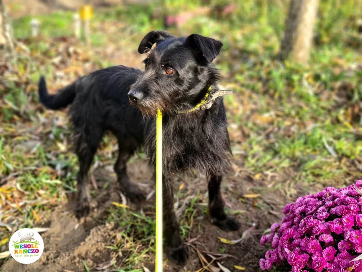 Ziutek,  3yo Mixed Breed for adoption at Zwierzoluby Siedlce