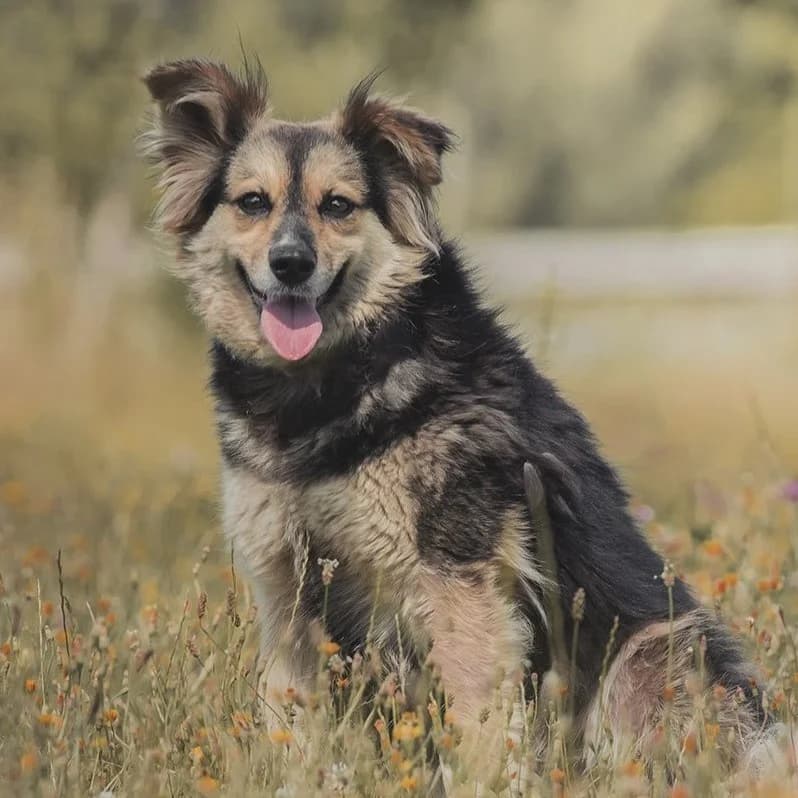 Pufcia, female senior Mixed Breed for adoption at Fundacja Viva Korabiewice, Korabiewice