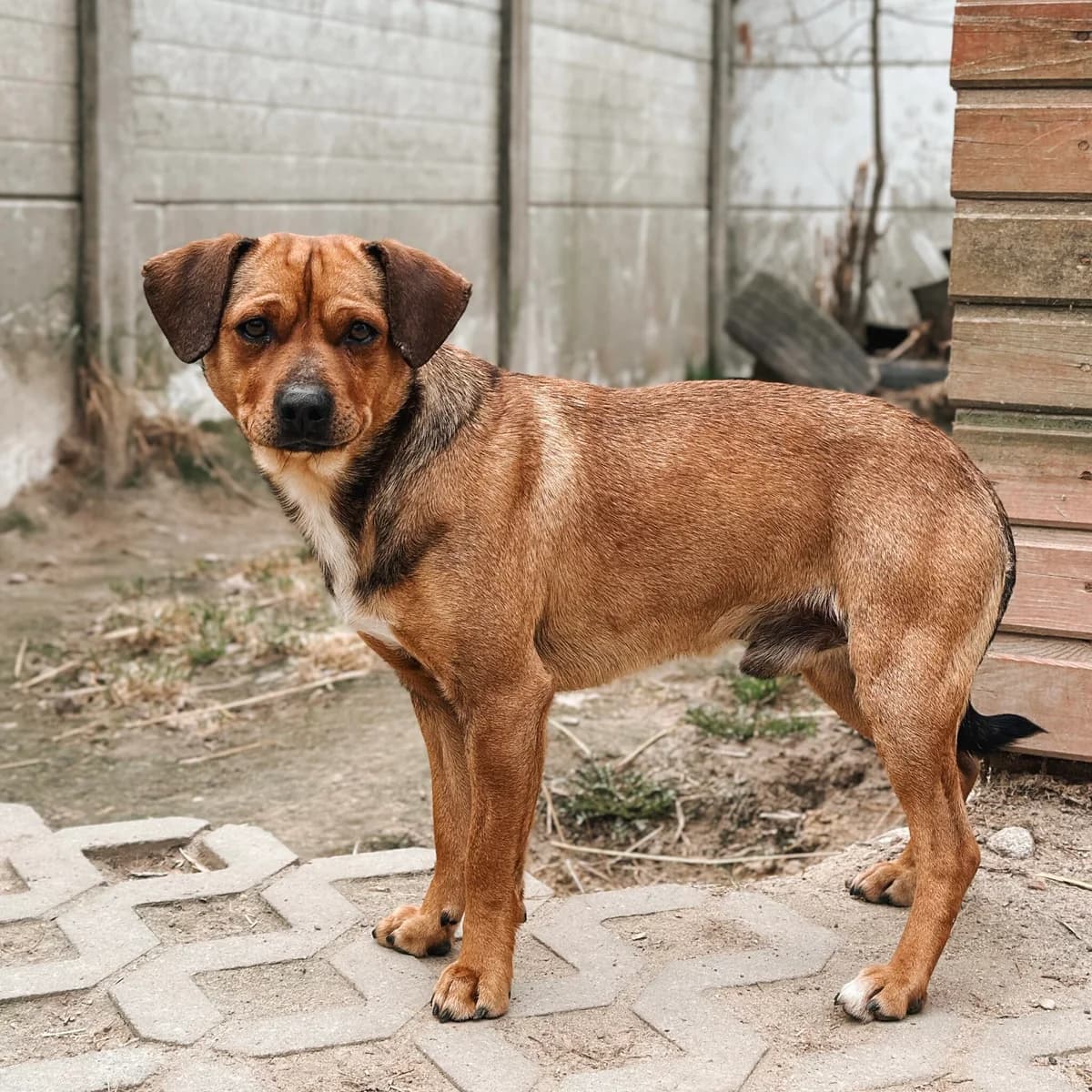Racuch, male Mixed Breed for adoption at Fundacja Viva Korabiewice, Korabiewice