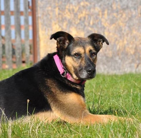 Radek, male senior mixed breed for adoption at Fundacja Viva Korabiewice, Korabiewice