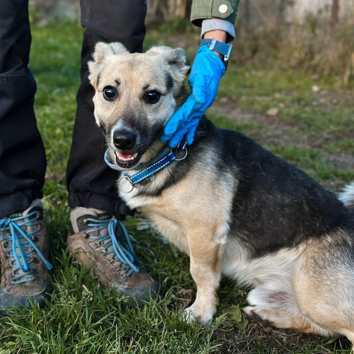 Ralf, male Mixed Breed for adoption at Fundacja Viva Korabiewice, Korabiewice