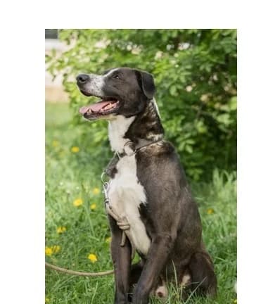 Rambo, Mixed Breed (Schronisko Wrocław)