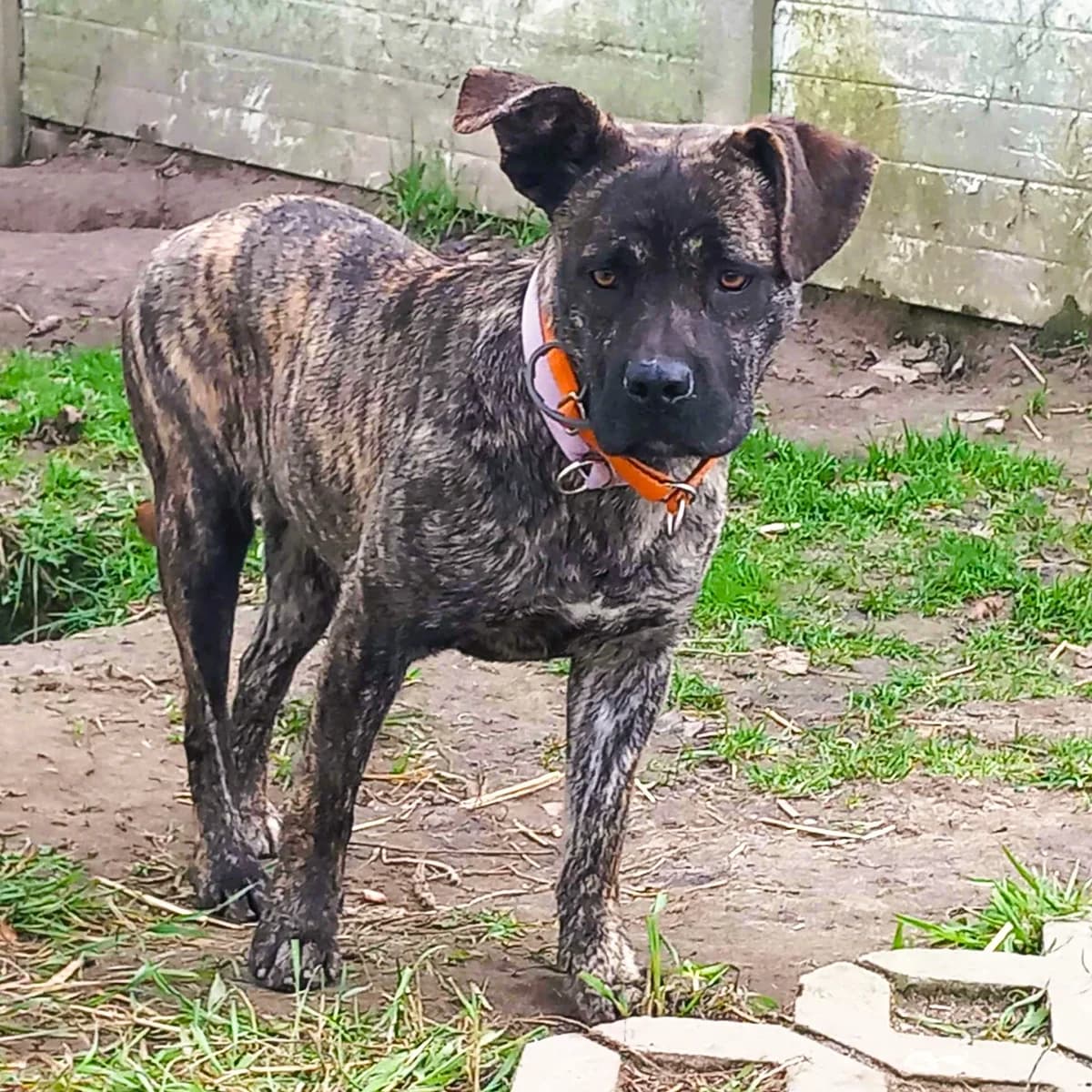 Renia (w Dt), Mixed Breed (Fundacja Viva Korabiewice)