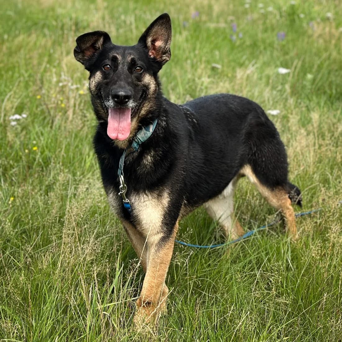 Rio, male mixed breed for adoption at Fundacja Viva Korabiewice, Korabiewice