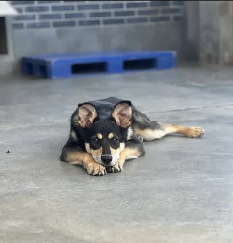 Rito, Mixed Breed (Schronisko Wrocław)