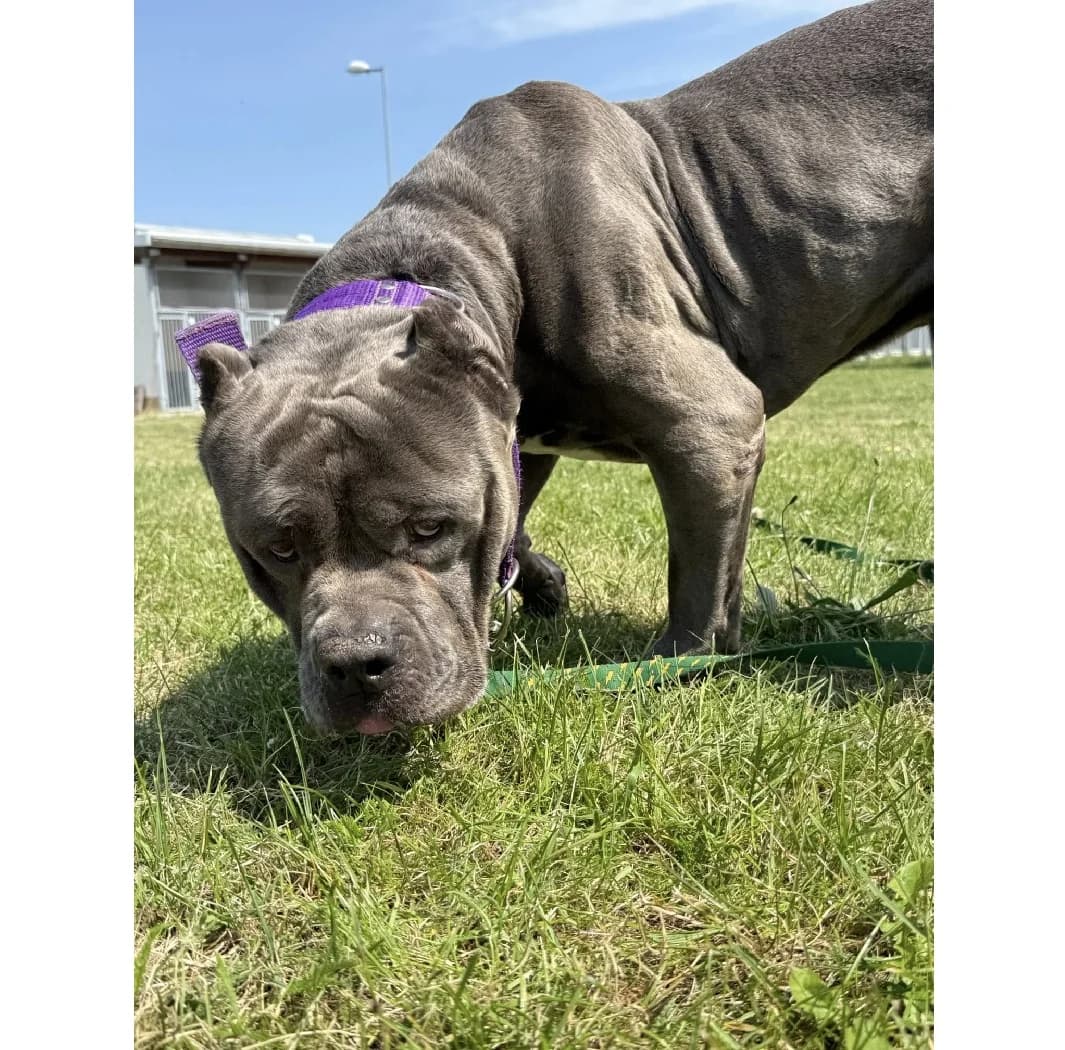 Rocky, male 4yo Mixed Breed for adoption at Schronisko Wrocław, Wrocław