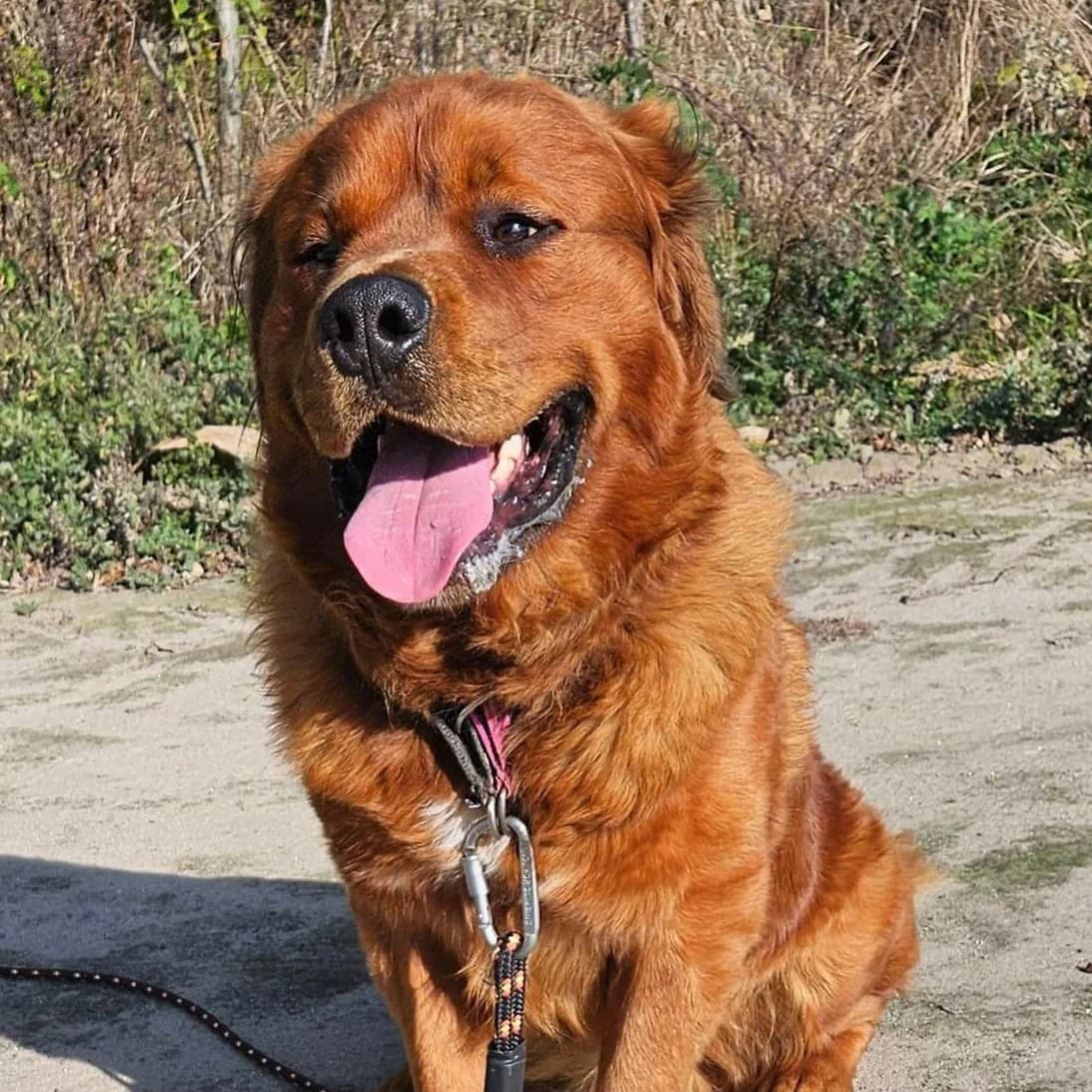 Rubin, Mixed Breed (Fundacja Viva Korabiewice)