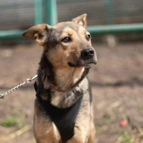 Rudi, female 7yo Mixed Breed for adoption at Fundacja Viva Korabiewice, Korabiewice