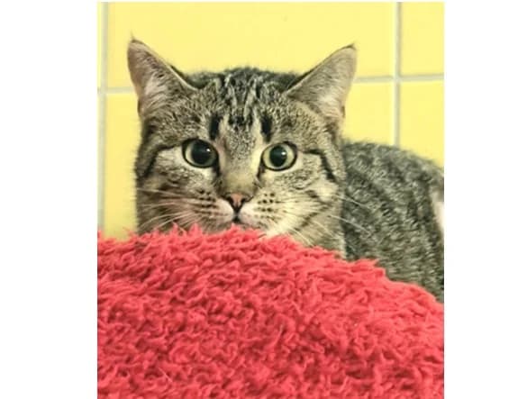 Rusałka, female young Domestic Shorthair for adoption at Schronisko Wrocław, Wrocław