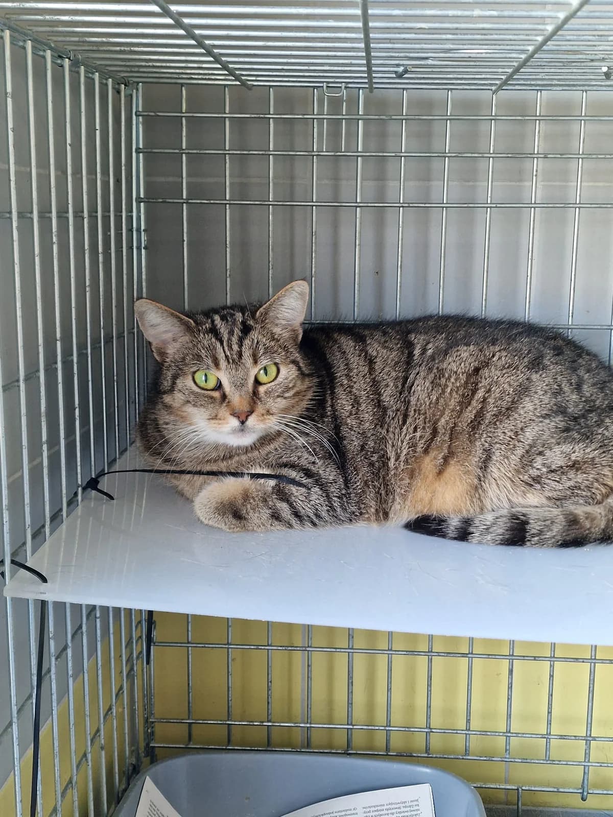 Rysia, female 5yo Mixed Breed for adoption at Schronisko Wrocław, Wrocław
