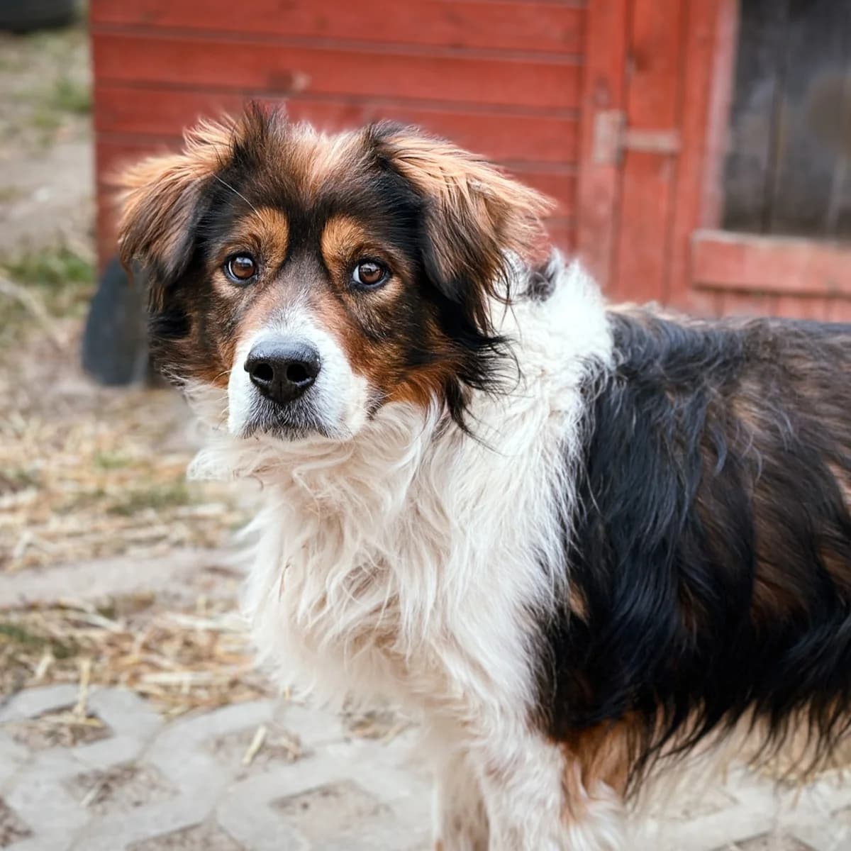 Largo, Mixed Breed (Fundacja Viva Korabiewice)