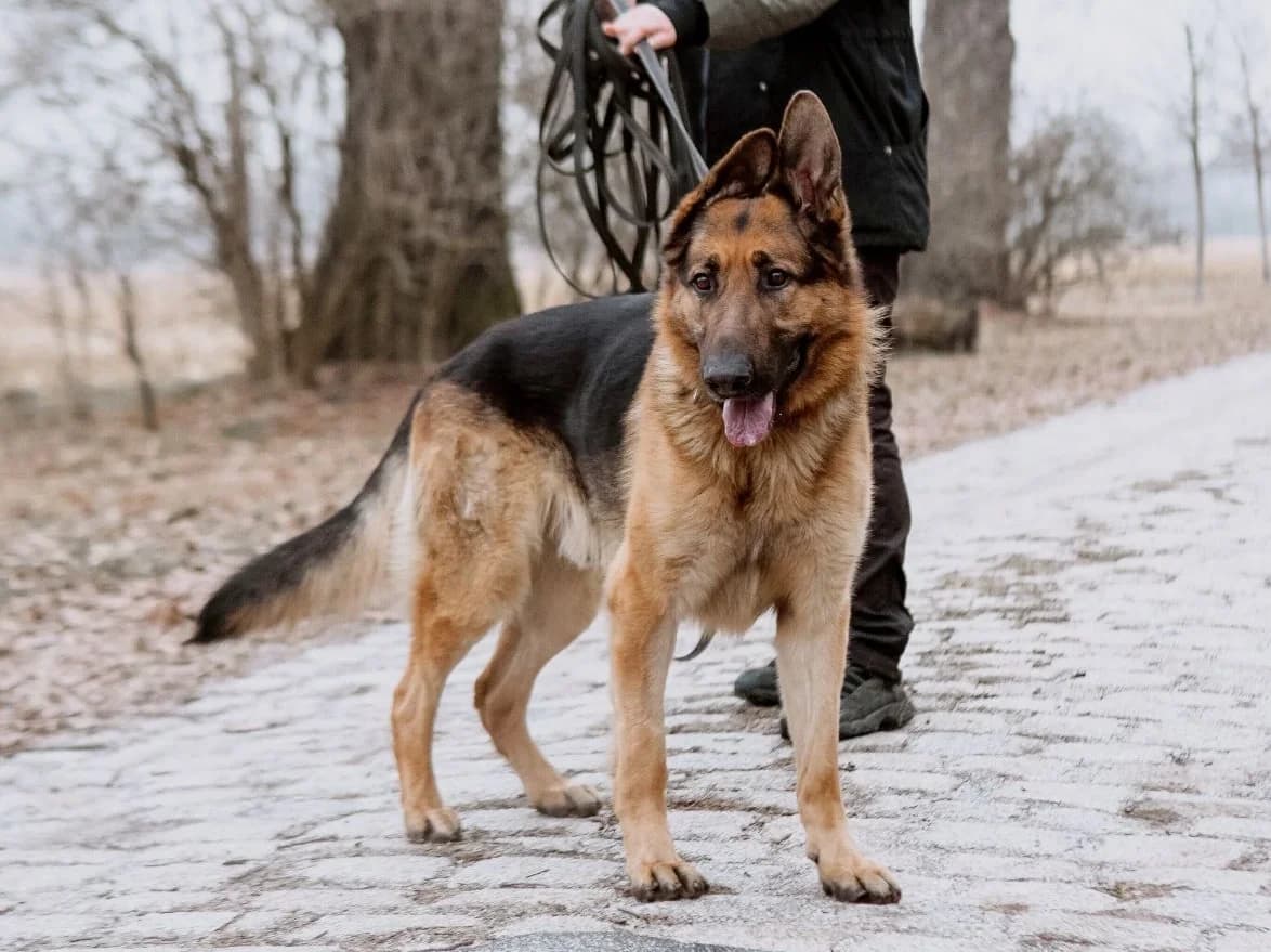 Sandor, Mixed Breed (Schronisko Wrocław)