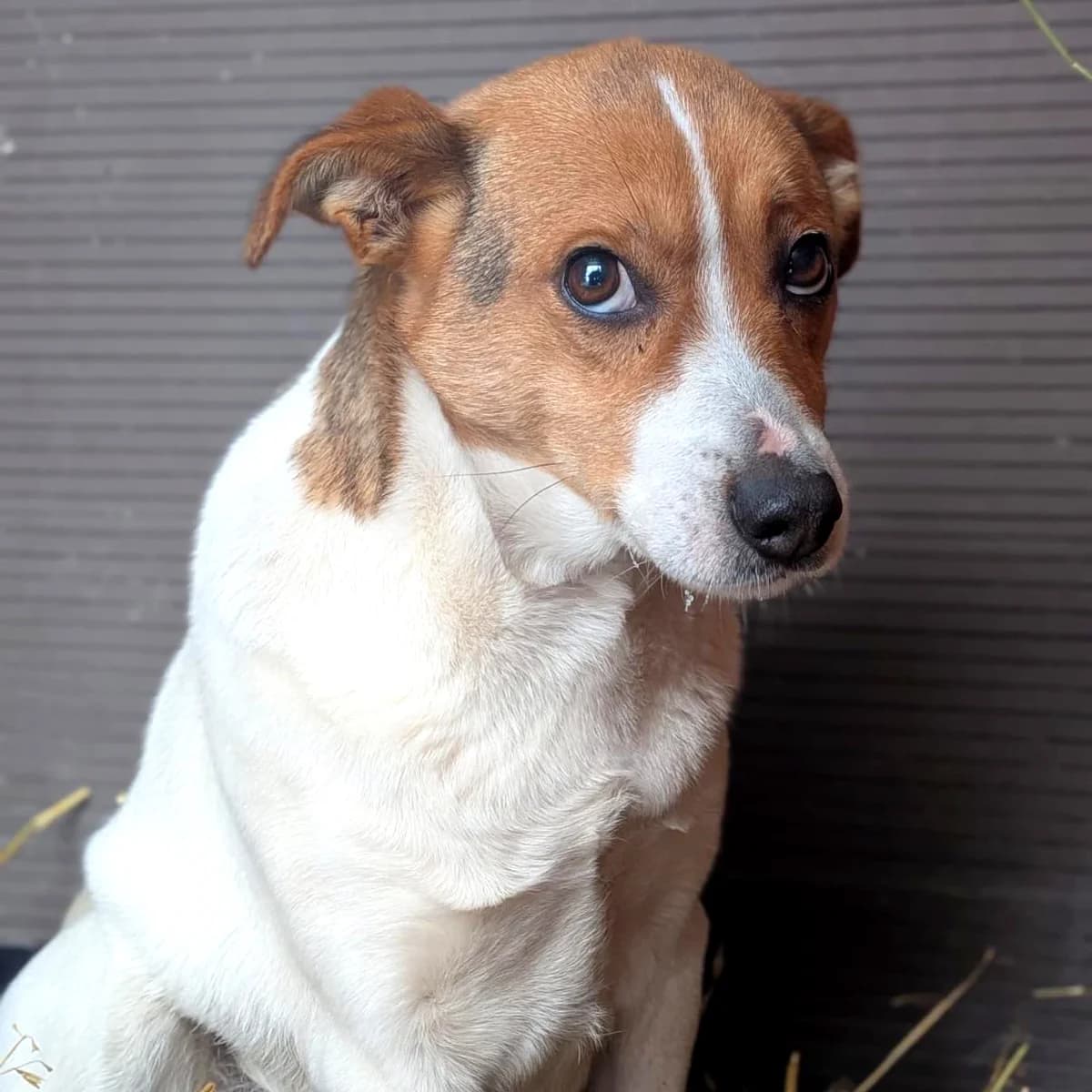 Siena, female Mixed Breed for adoption at Fundacja Viva Korabiewice, Korabiewice