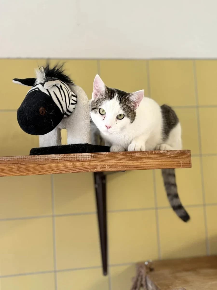 Suzuki, male Domestic Shorthair for adoption at Schronisko Wrocław, Wrocław