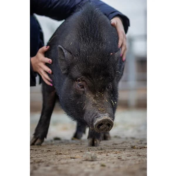 Świnki,  Vietnamese Pot-bellied Pig for adoption at Schronisko Wrocław, Wrocław