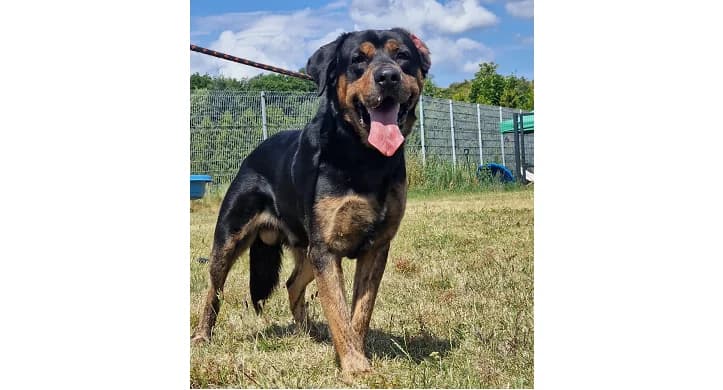 Tajson, Mixed Breed (Schronisko Wrocław)