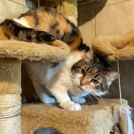 Tasja, female Mixed Breed for adoption at Fundacja Viva Korabiewice, Korabiewice