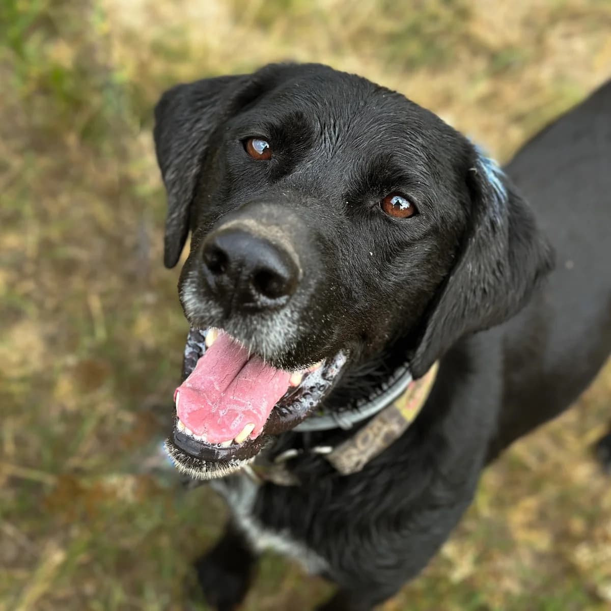 Tosiek, Mixed Breed (Fundacja Viva Korabiewice)