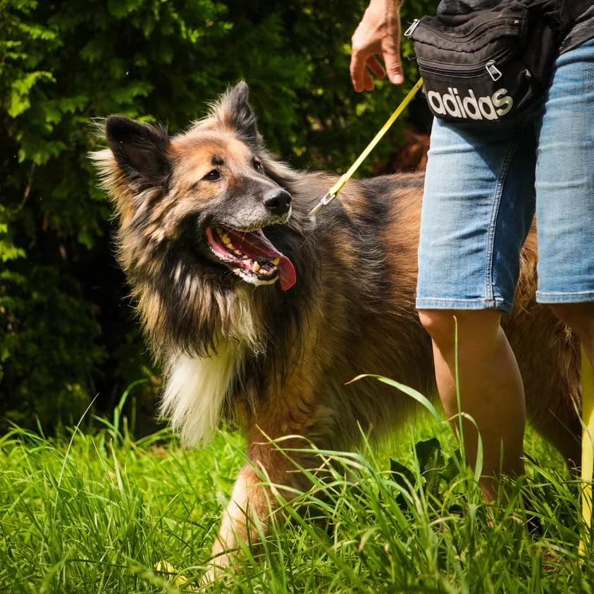 Trevor, male senior German Shepherd for adoption at Schronisko Wrocław, Wrocław
