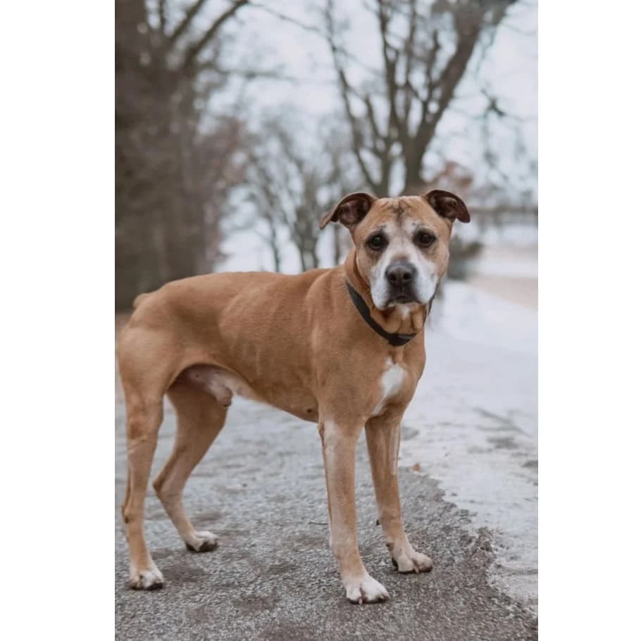 Vito, Mixed Breed (Schronisko Wrocław)