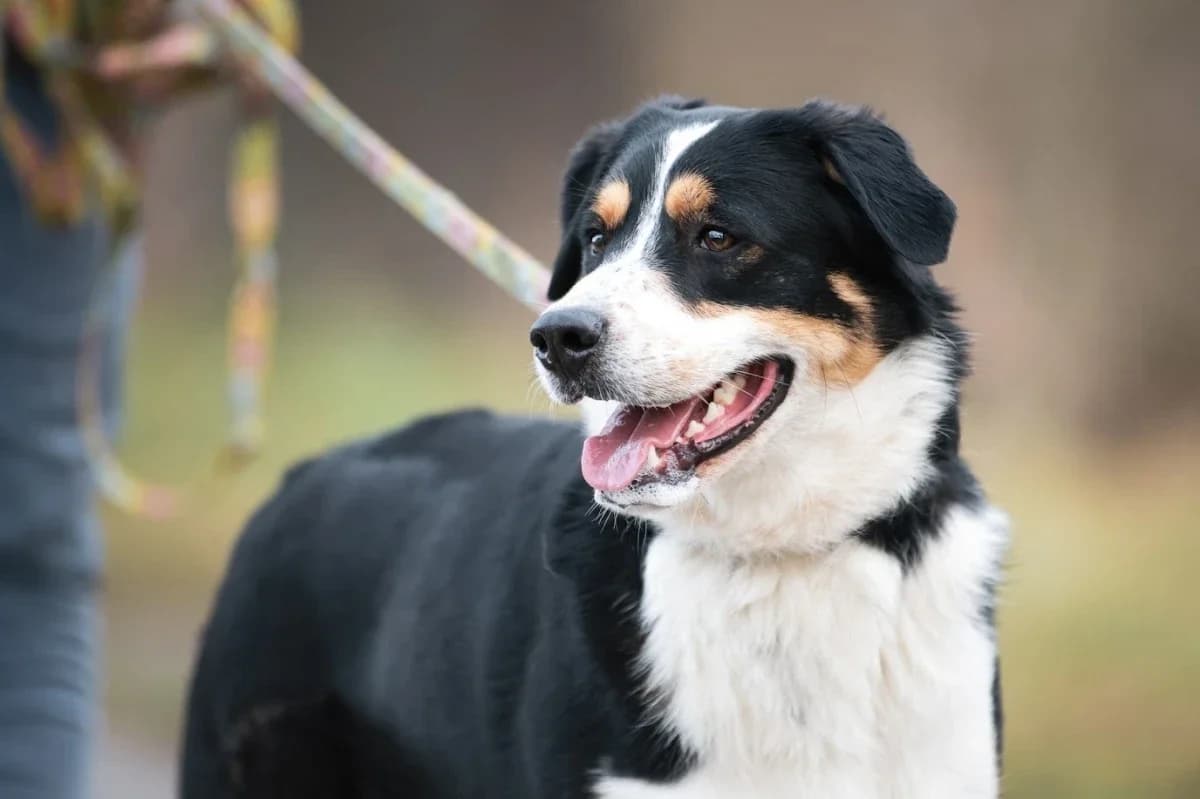 Wafel, Mixed Breed (Schronisko Wrocław)