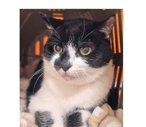 Werka, female senior Domestic Shorthair for adoption at Schronisko Wrocław, Wrocław