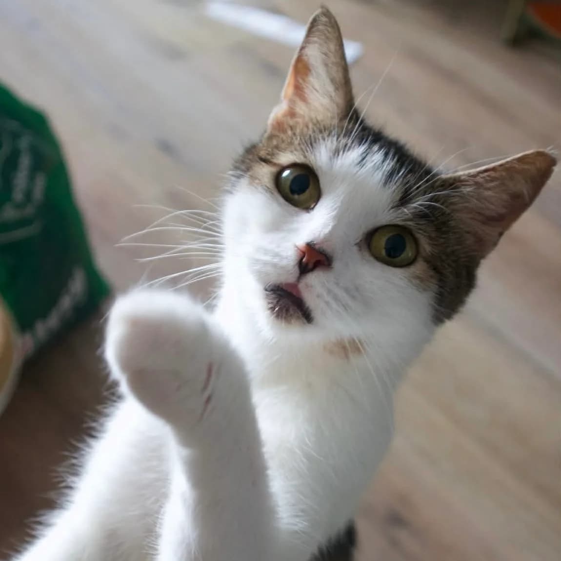 Wisienka, female Mixed Breed for adoption at Fundacja Viva Korabiewice, Korabiewice