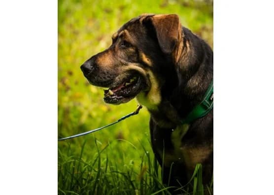 Wulkan, male 4yo Central Asian Shepherd Dog for adoption at Schronisko Wrocław, Wrocław